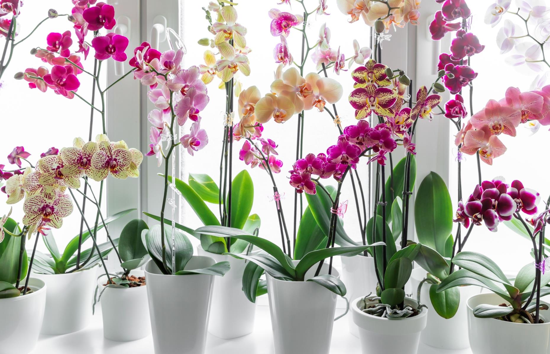 Safe swap: Orchids (Phalaenopsis)